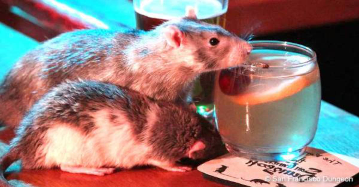 Un bar à rats a ouvert à San Francisco